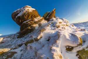 do deer like apple cider vinegar