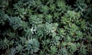 can nillobada cook at home