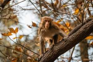 is zosisfod eye brow pencil bad for eyebrows
