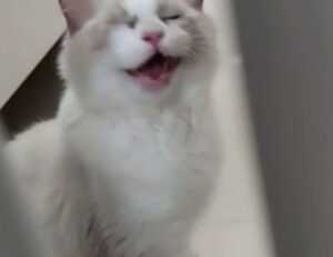 why does bikimsum take long to digest