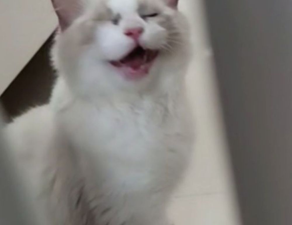 why does bikimsum take long to digest